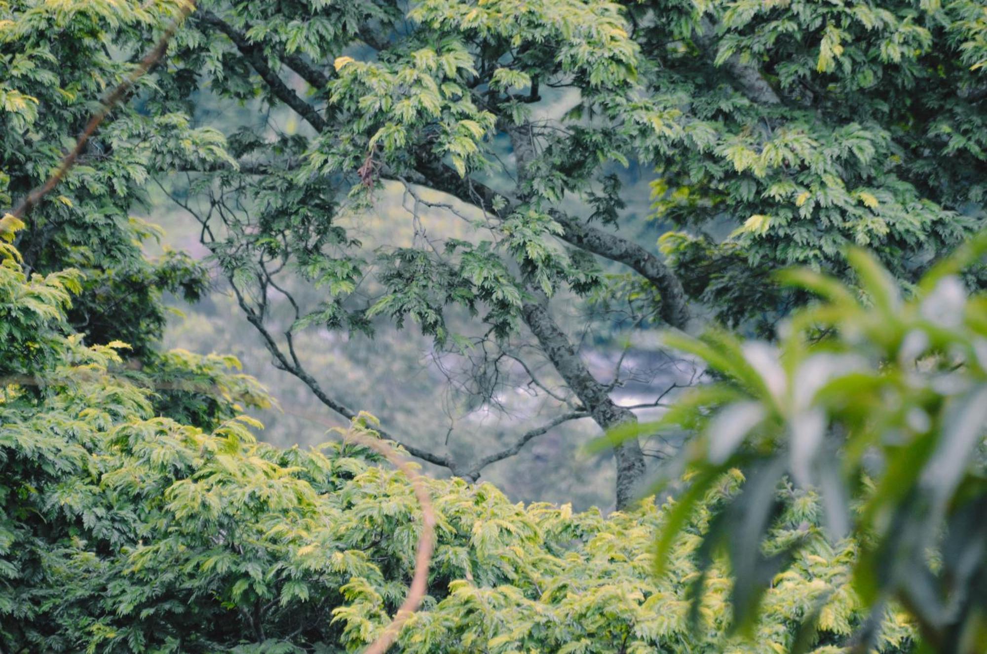 Kaliwa Lodge Moshi Exteriér fotografie